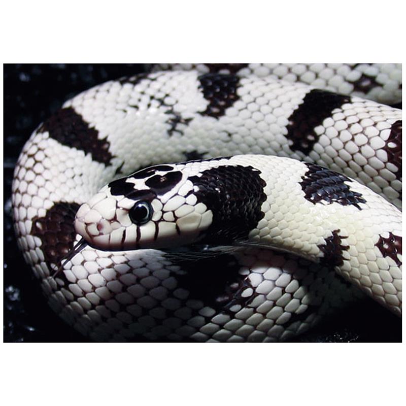 Sarpe Regal de California ?High White? patat - imagine 4